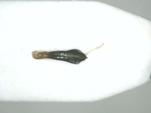 Agrilus sp.